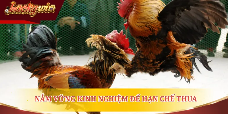 Nắm vững kinh nghiệm để hạn chế thua khi cá cược đá gà
