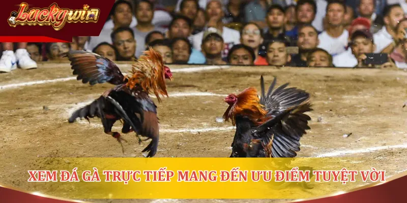 Nhớ kỹ các lưu ý để có các trải nghiệm tuyệt vời khi xem đá gà trực tuyến