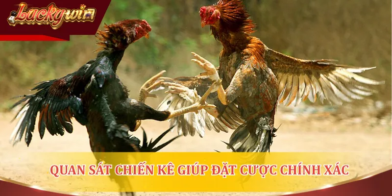 Quan sát chiến kê giúp đặt cược chính xác khi chơi đá gà mạng