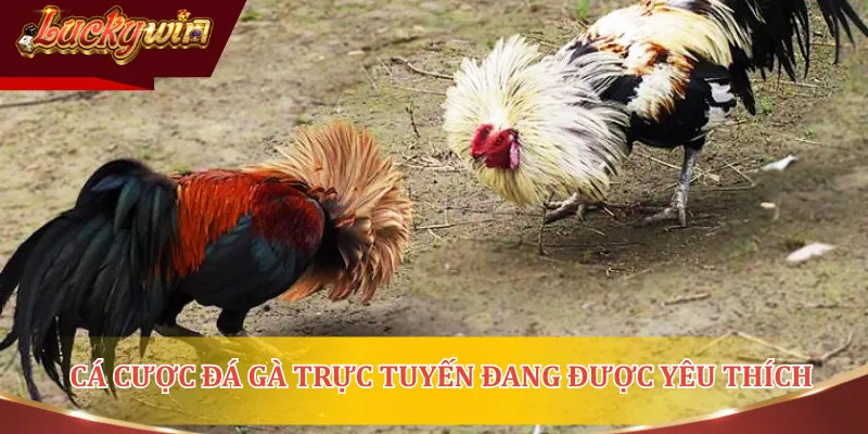 Thưởng thức và cá cược đá gà trực tuyến đang rất được yêu thích