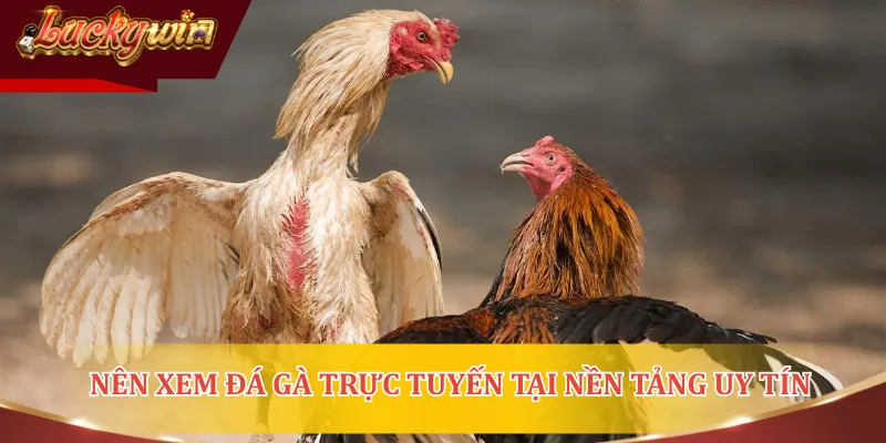 Xem đá gà trực tiếp mang đến nhiều ưu điểm tuyệt vời