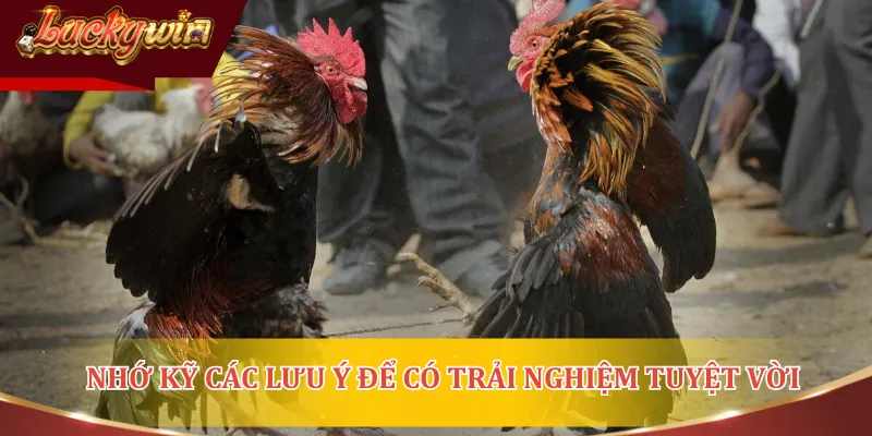 Xem đá gà trực tuyến tại nền tảng uy tín mang lại trải nghiệm an toàn